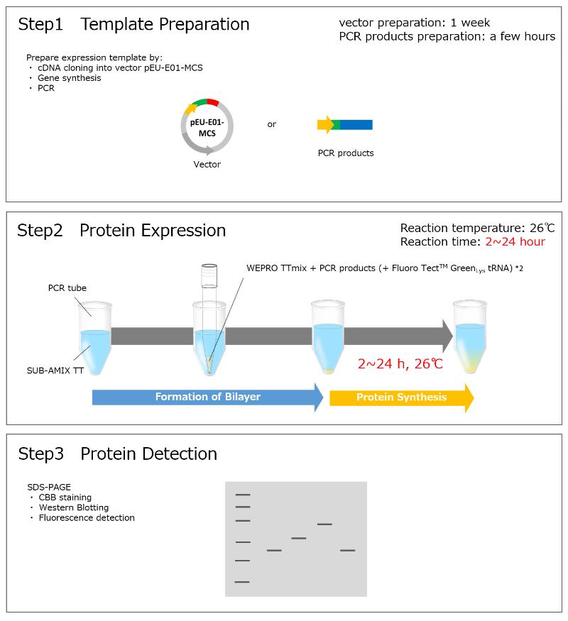 Premium_ONE_Expression_kit_en_img2_2 (1).png